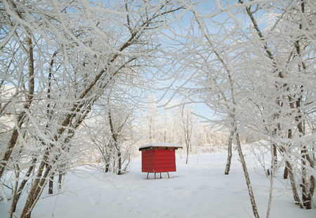 WSU Breeding Bees to Better Brave The Cold