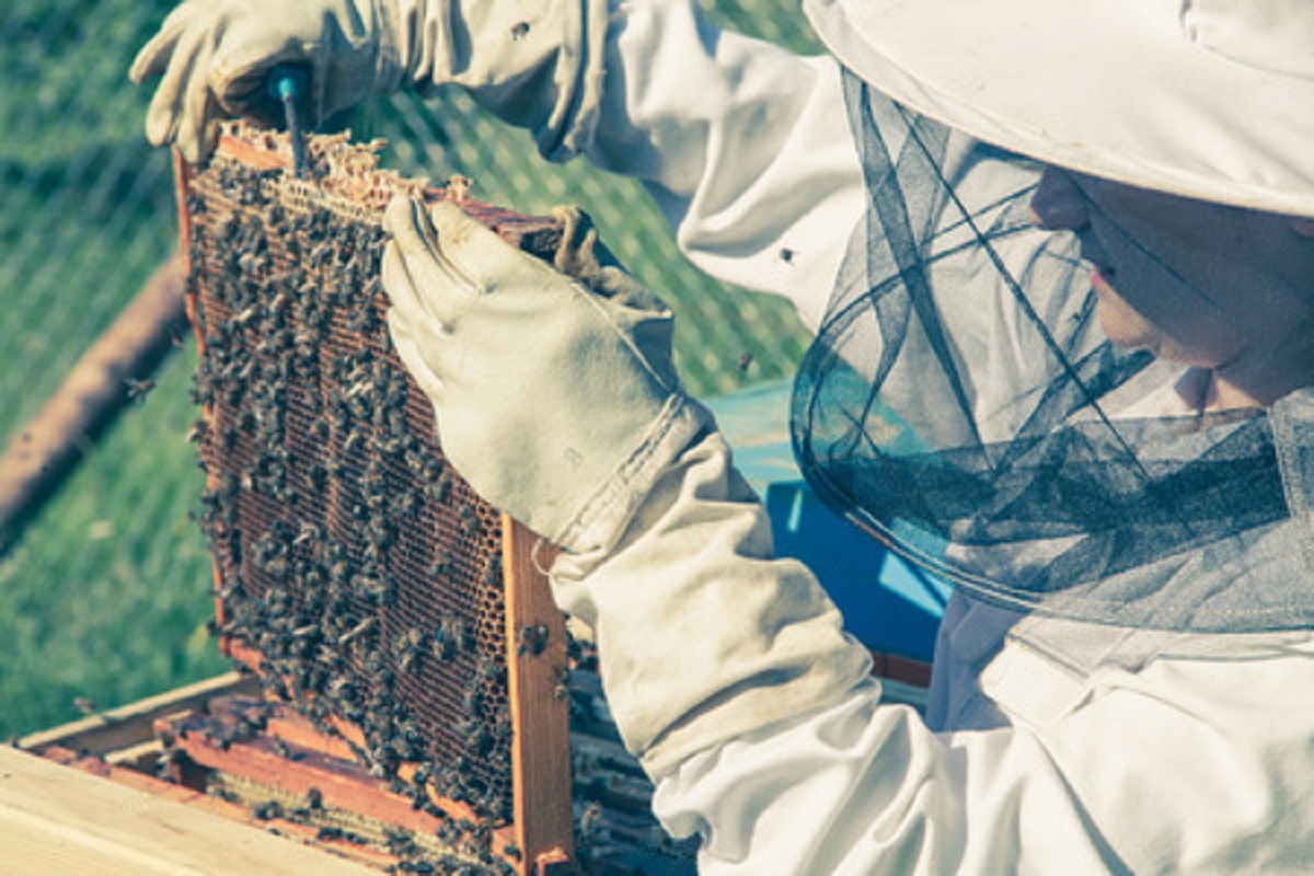 Cincinnati Zoo Getting into Honey