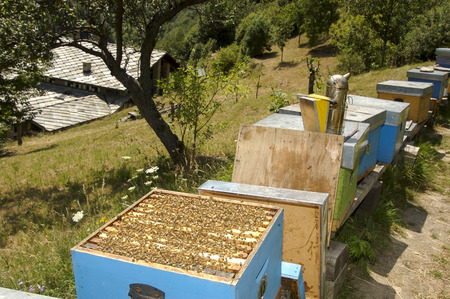 Mother-Son Beekeepers Saving Honeybees