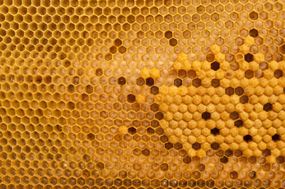 Honeybee Brood: Future Food Source?