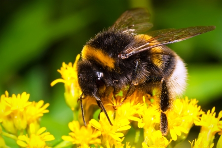 Man’s Journey to Find Lost Bumblebee Species