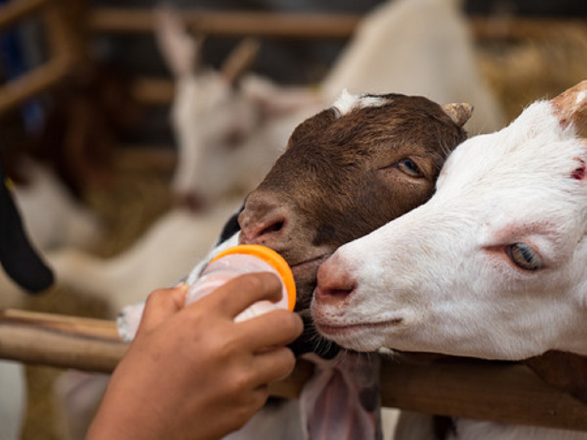 Baby Goat Saved from the Cold and Frostbite