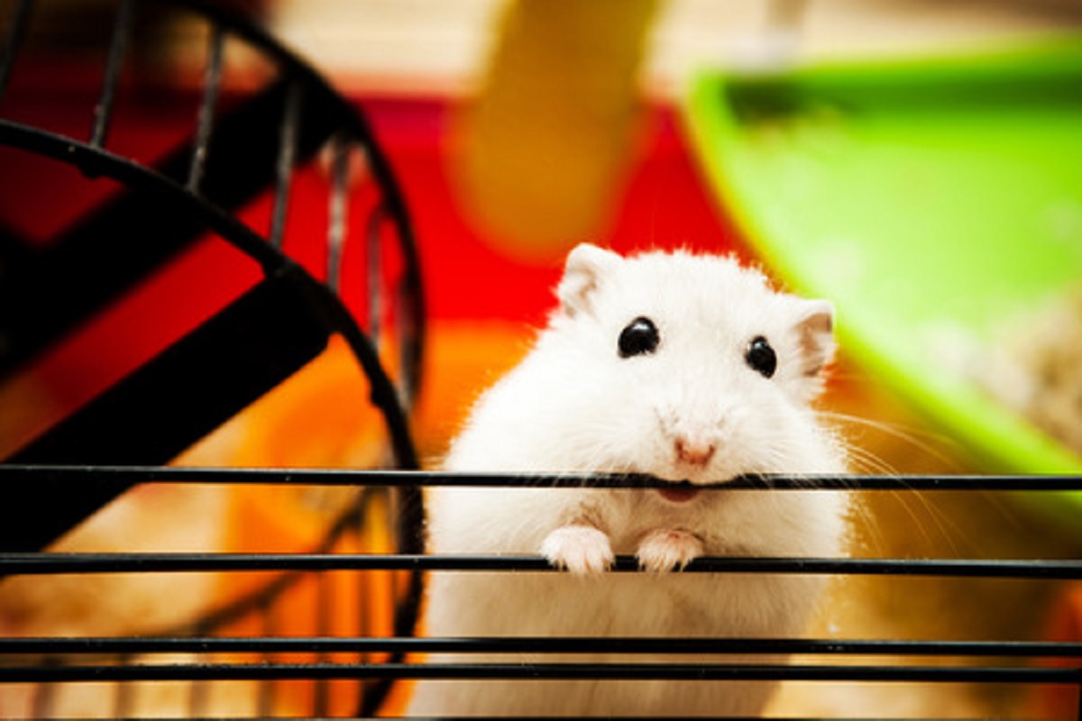 How to Handle Common Hamster Problems
