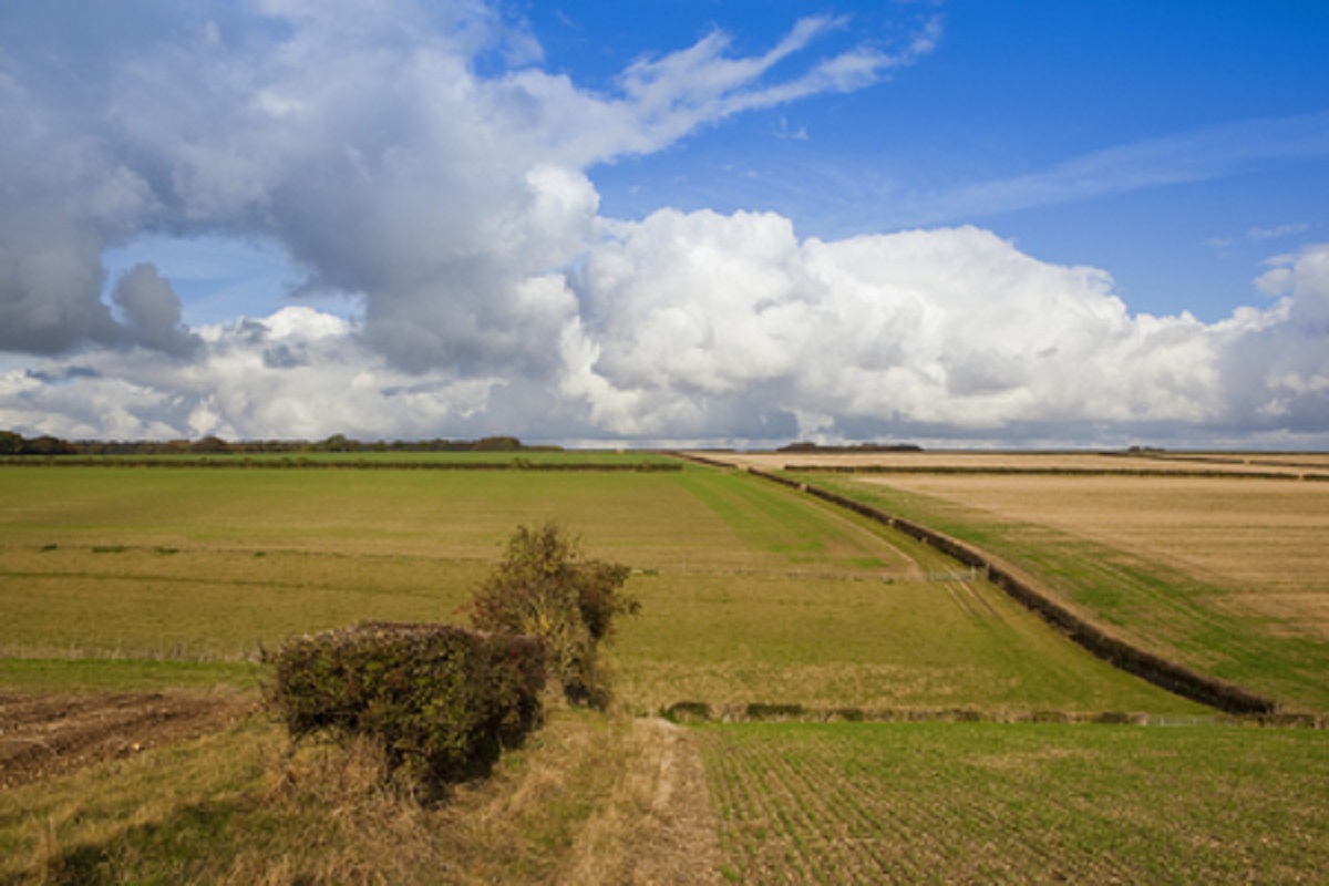 Hedgerows Could Help the Honeybees