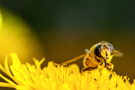 Crop Chemical Leaves Bees Susceptible to Viruses