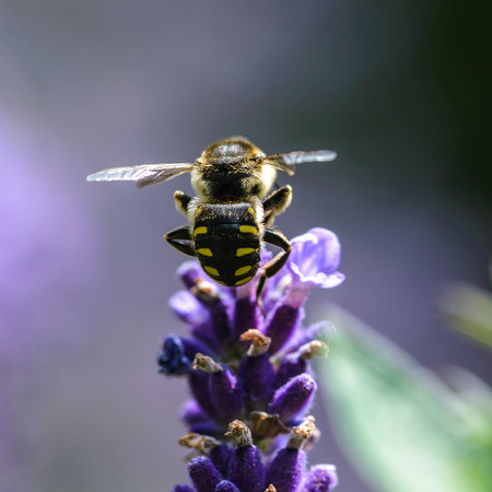 Why Leafcutter Bees Are Good for Gardens