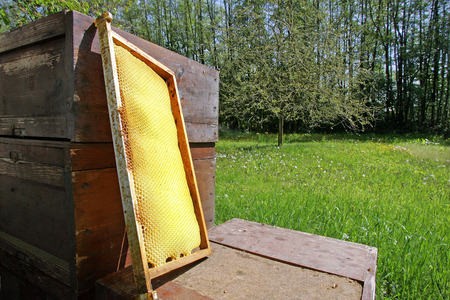 Nebraska Hotel Starts Honey Farm on Roof