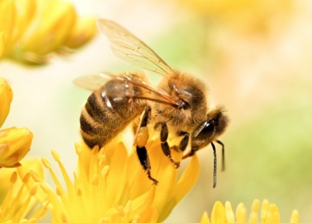 A Few Facts on Honeybees