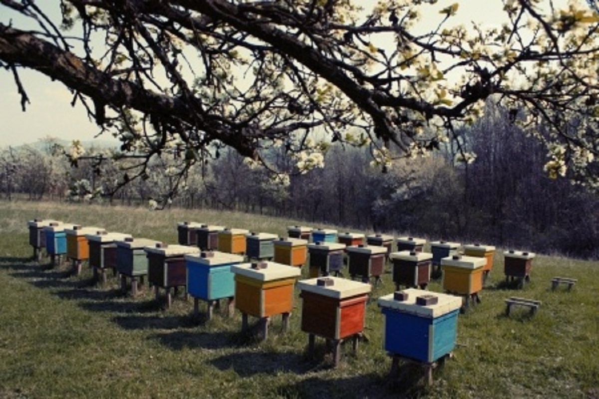 The Resident Beekeeping Expert of Mumbai