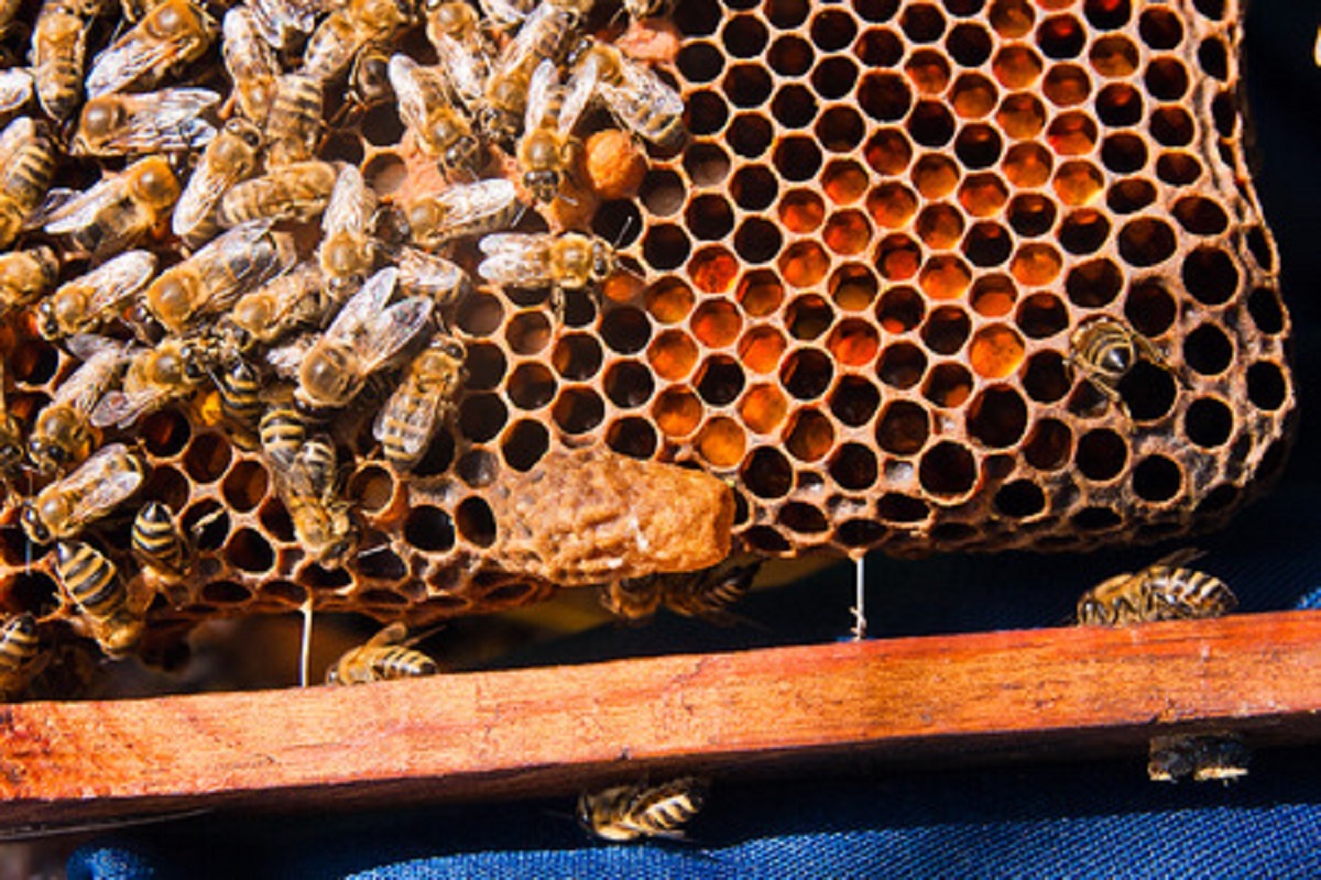 Pennsylvania Honeybees Experiencing Trouble