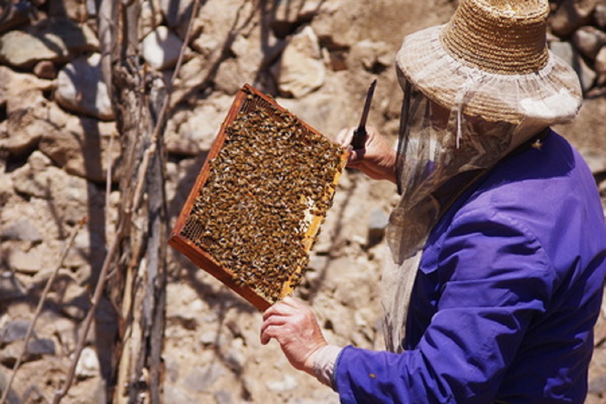 Washington Local Teaches Beekeeping in Ghana