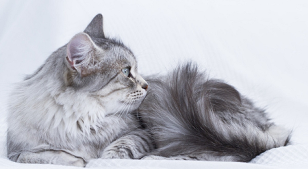 How to Treat Feline Acne