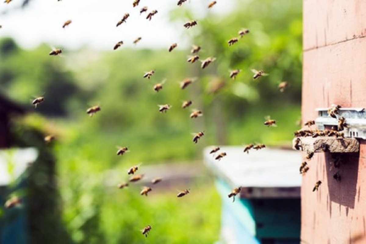 East Africa May Hold Key to Healthier Honeybees