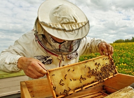 Science Instructor Teaching Beekeeping to Students