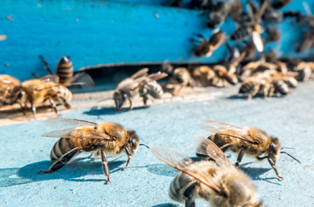 The Small Hive Beetle Threatens Bees in Australia