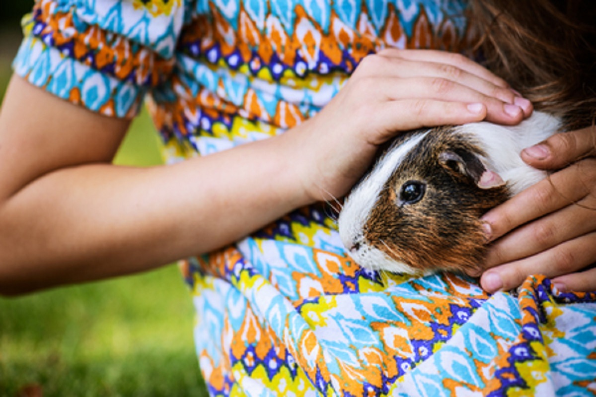 Common Guinea Pig Illnesses