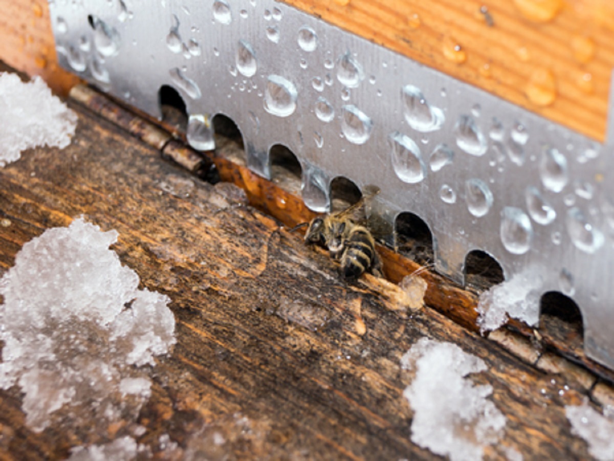 Warm Winter Has Bees Acting Strangely