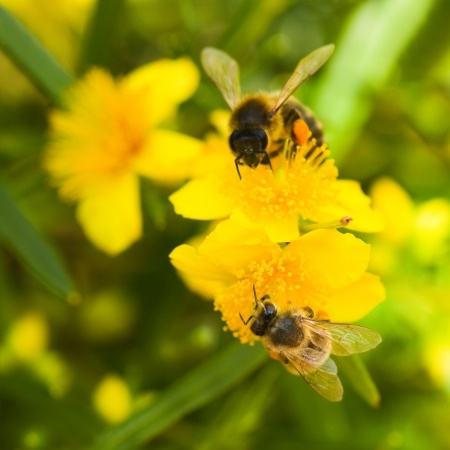 Scientists Hoping to Breed Disease Resistant Bees