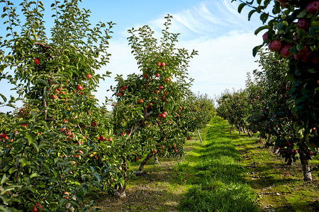 Researchers Improving Forecast for Pollination