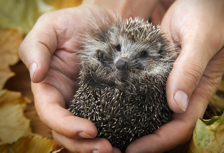 Hedgehog Ailments Pet Owners Should Know About
