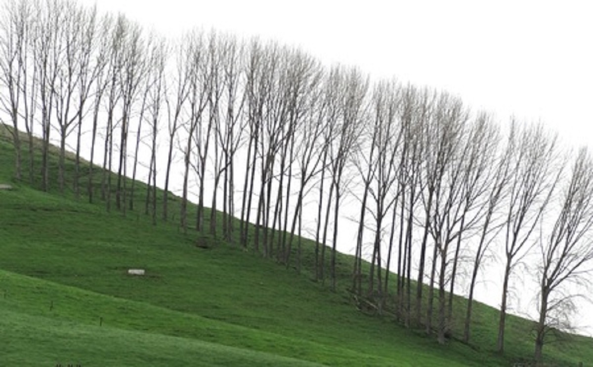 Manuka Seedlings Being Spread Across New Zealand