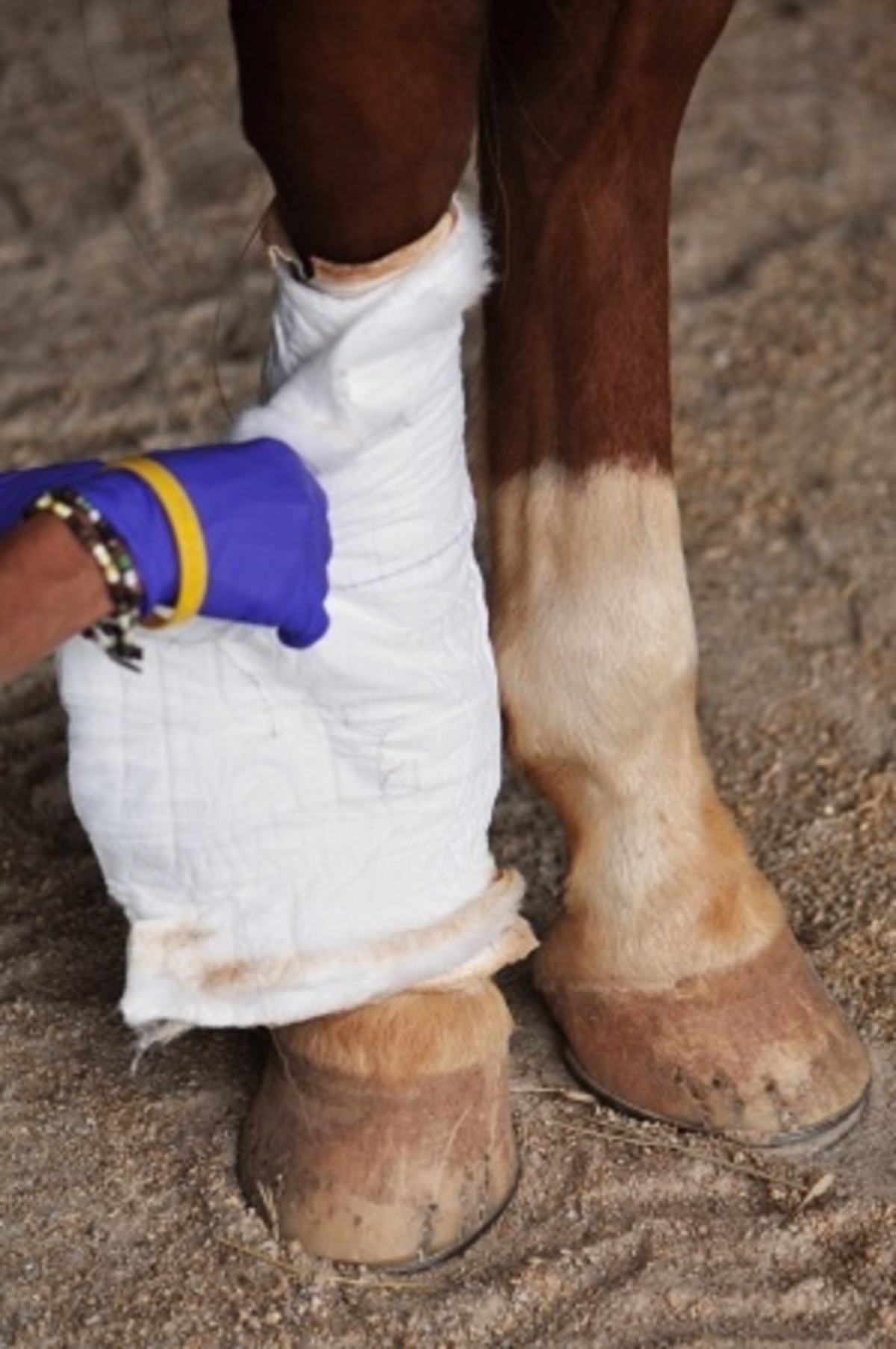 Horse Gets Manuka Honey Added to Treatment