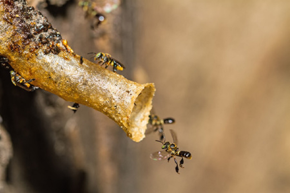 'Soldiers' Protect Stingless Bees