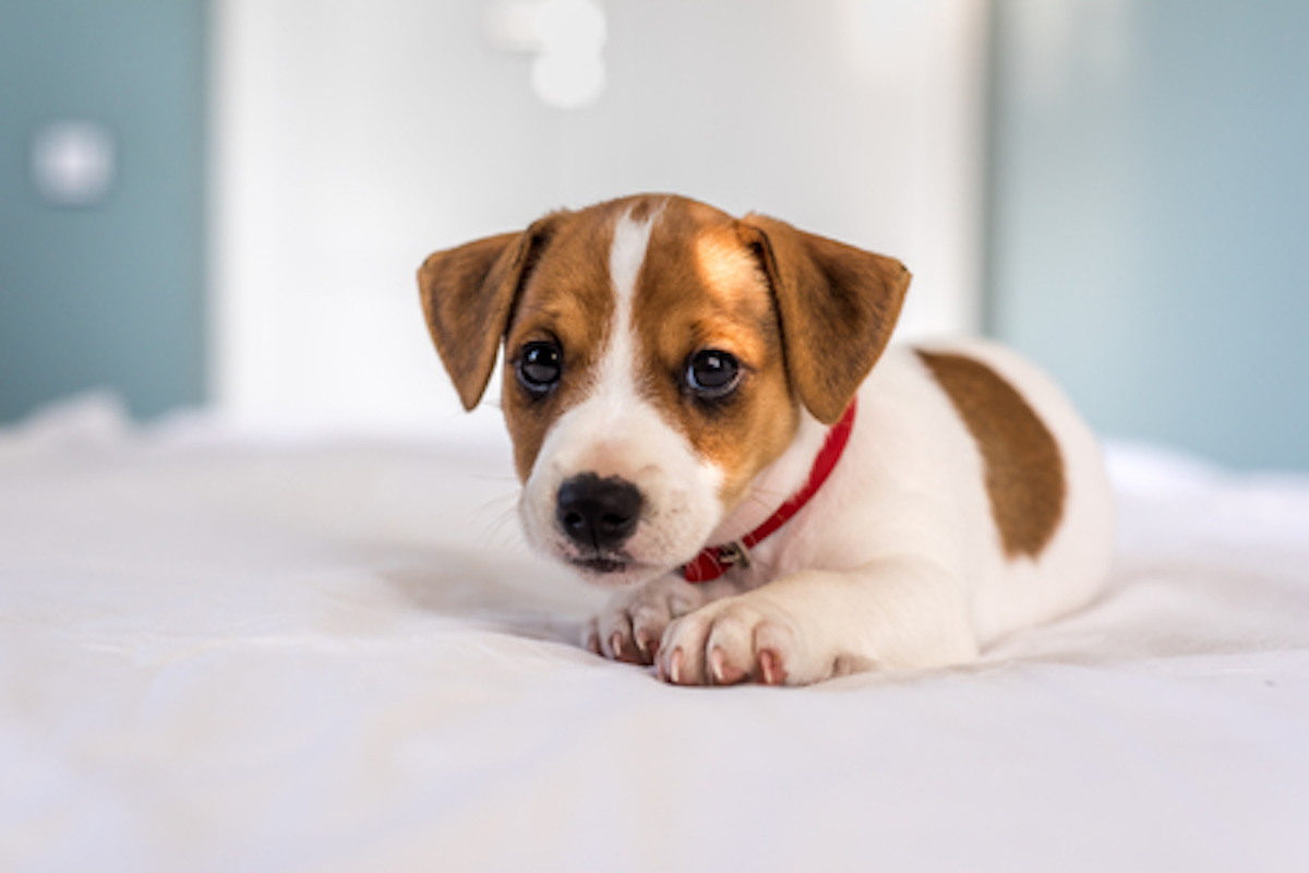 Neglected Puppy Takes Manuka Honey Baths