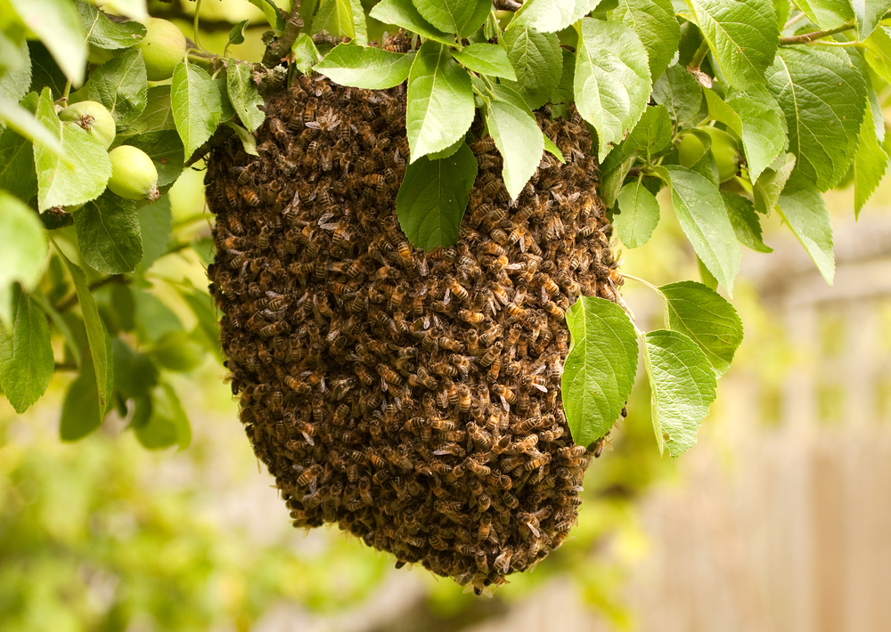 Beekeepers Say: Don’t Worry About Honey Bee Swarms