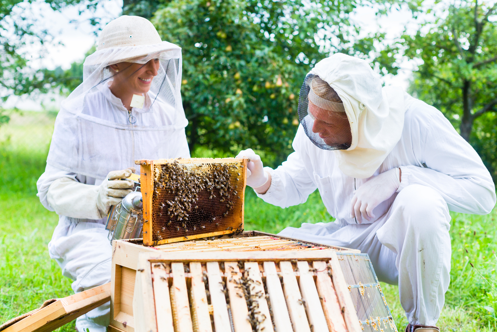 Beekeeper Warns His Community About Bee Decline