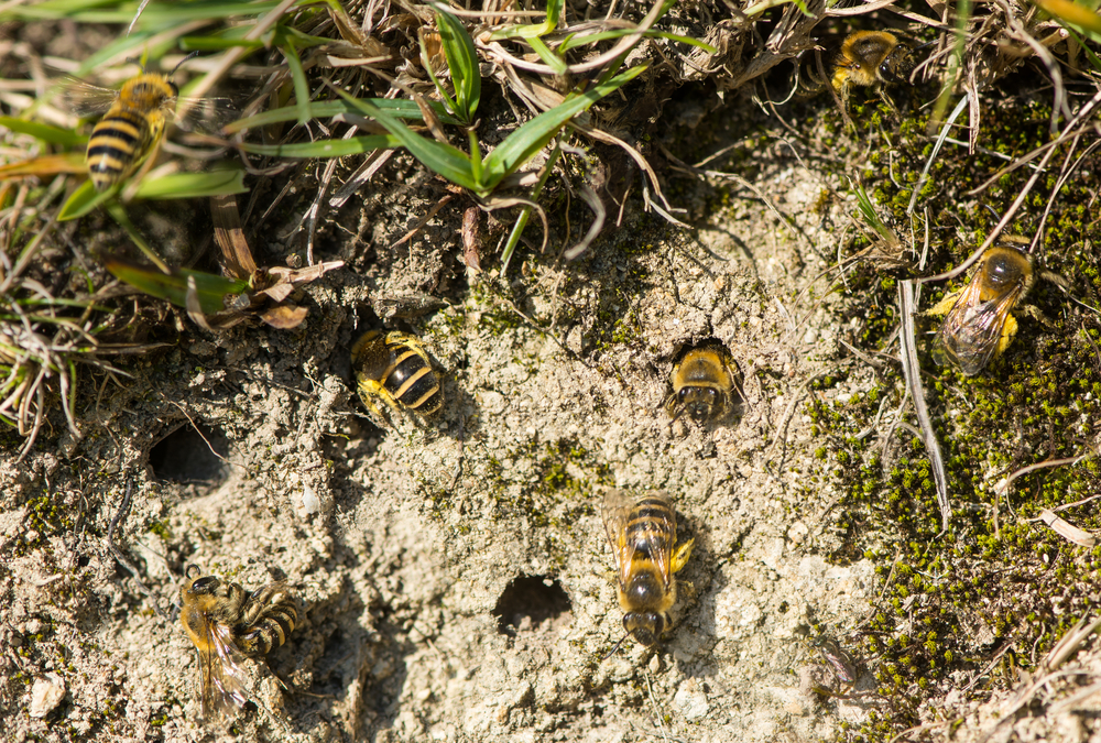 Researchers Trying to Make Blue Orchard Bees Stay