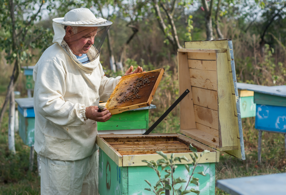 Beekeepers Get a Leg Up with Crowdfunding