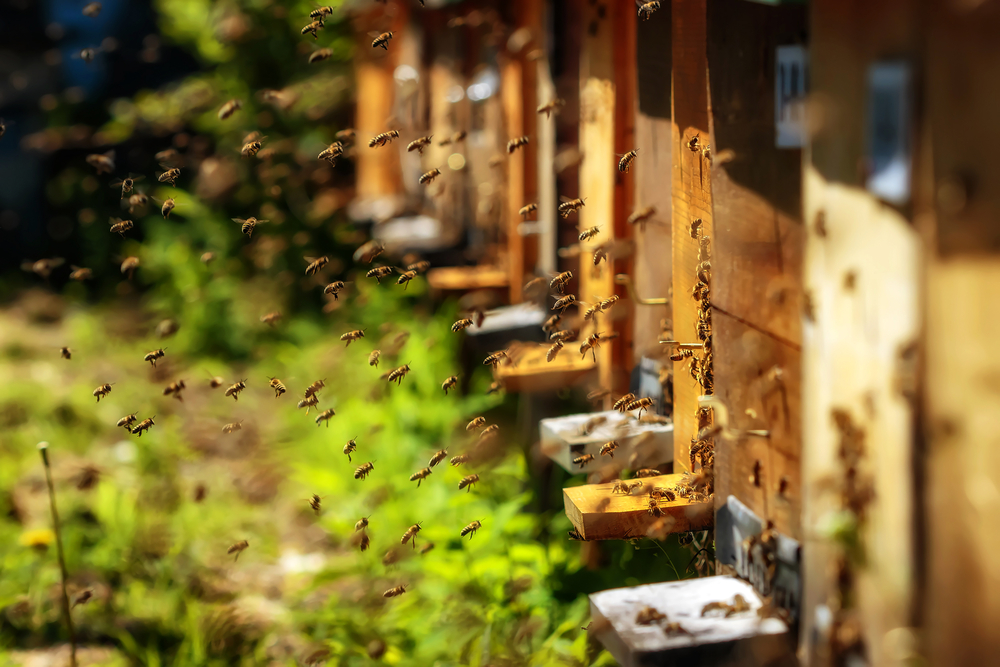 Second Lady Karen Pence Promotes Honeybees