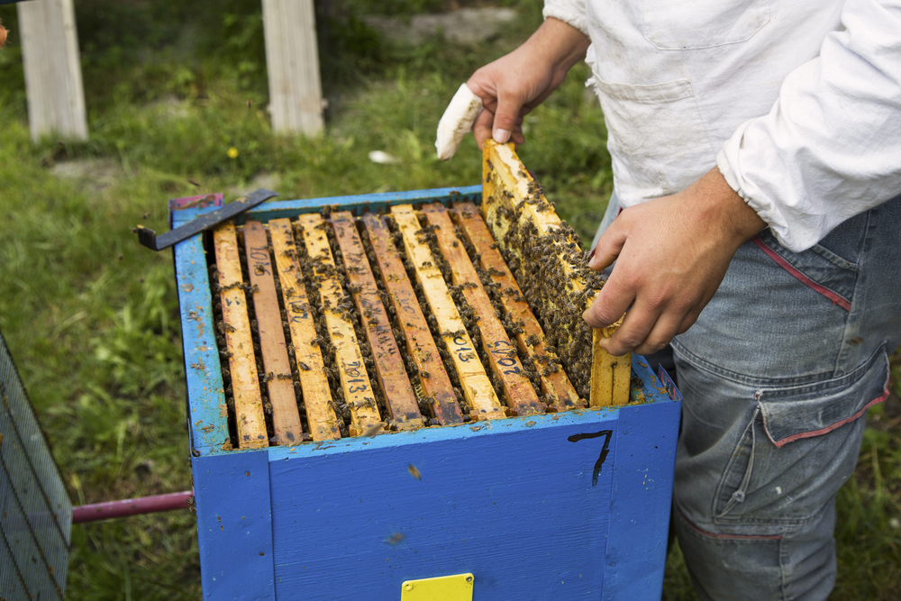 Omaha College Professor Bringing Bee Love to the People