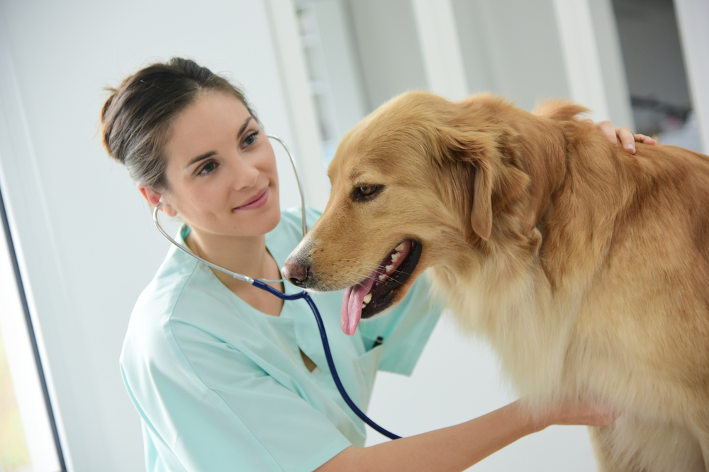 Treating Pyoderma in Dogs