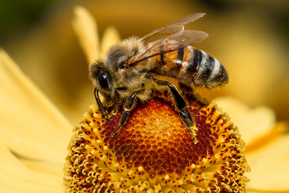 SAS Institute Working to Save Honeybees