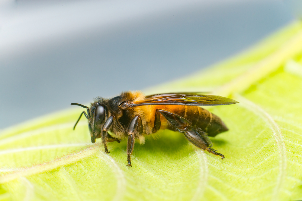 Stingless Bees – A Honeybee Alternative?