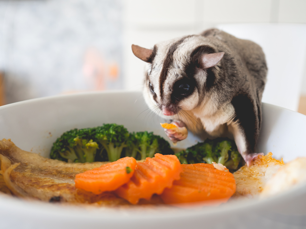 Feeding Your Pet Sugar Glider