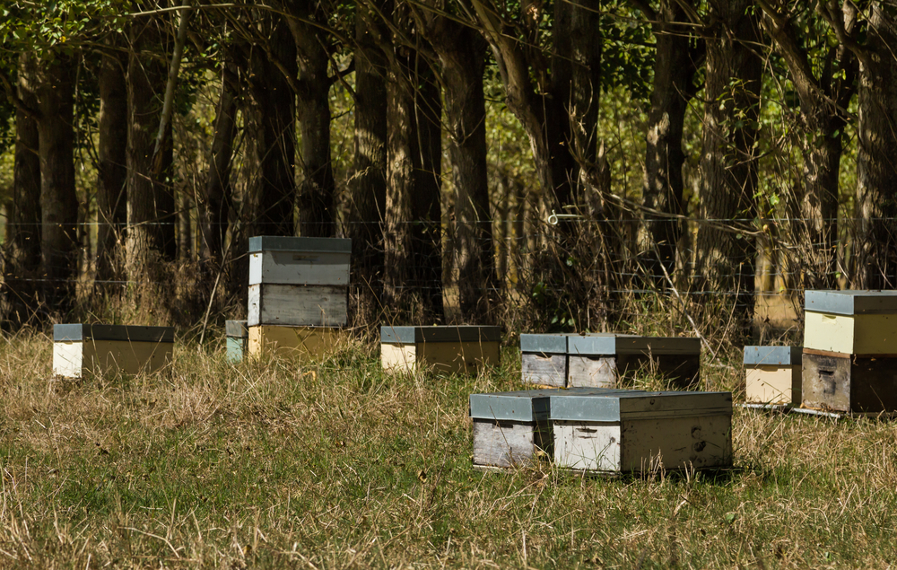 The Turf War Against Whanganui Honeybees