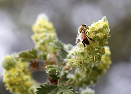 A Woman Survived 100 Africanized Bee Stings