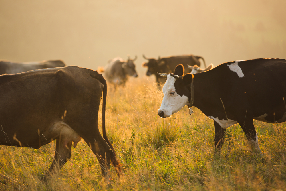 Common Health Concerns in Cattle