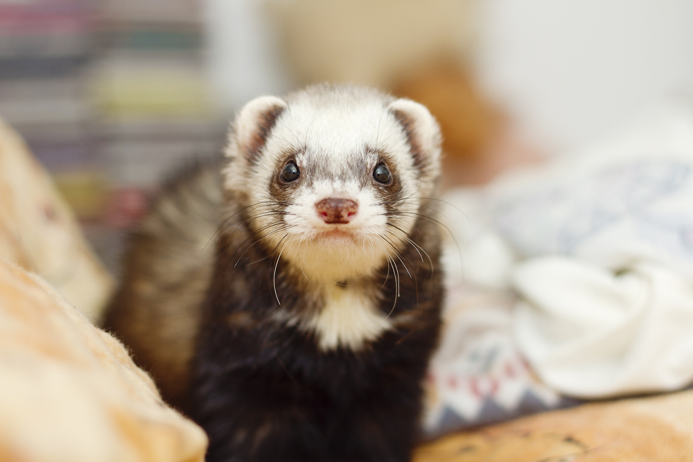 Common Medical Concerns for Ferrets