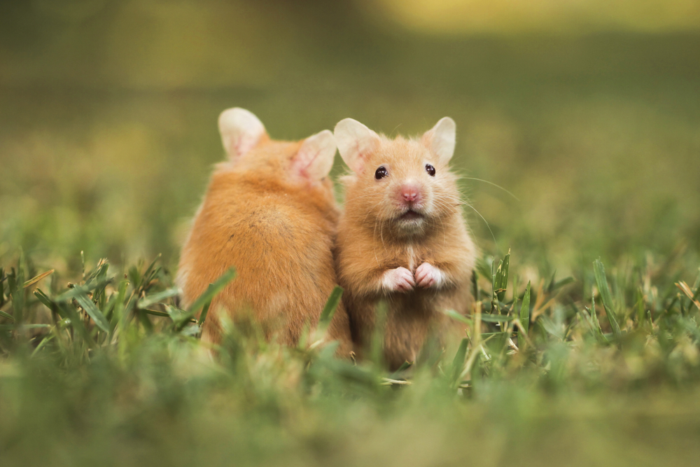How to Treat Skin Abscesses on Hamsters