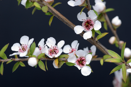 Geneticist Develops Manuka Honey Test