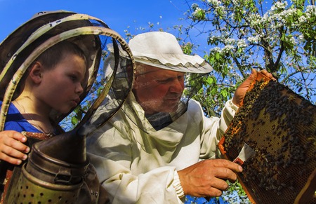 Project Genesis Still Tracking Bee Cycles After Six Years