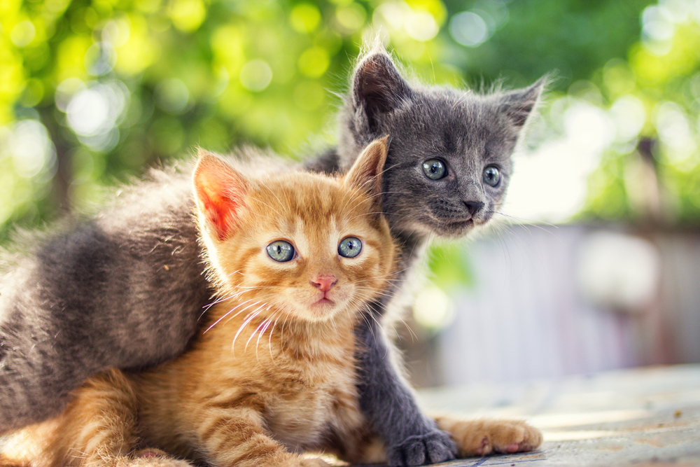 How to Treat Cats for Streptococcus