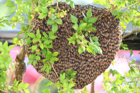 Researchers Getting Almost $1M to Study Bee Stress