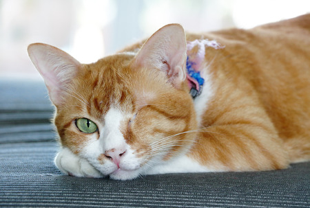 Single-Eyed Cat Survives Burns with Manuka Honey