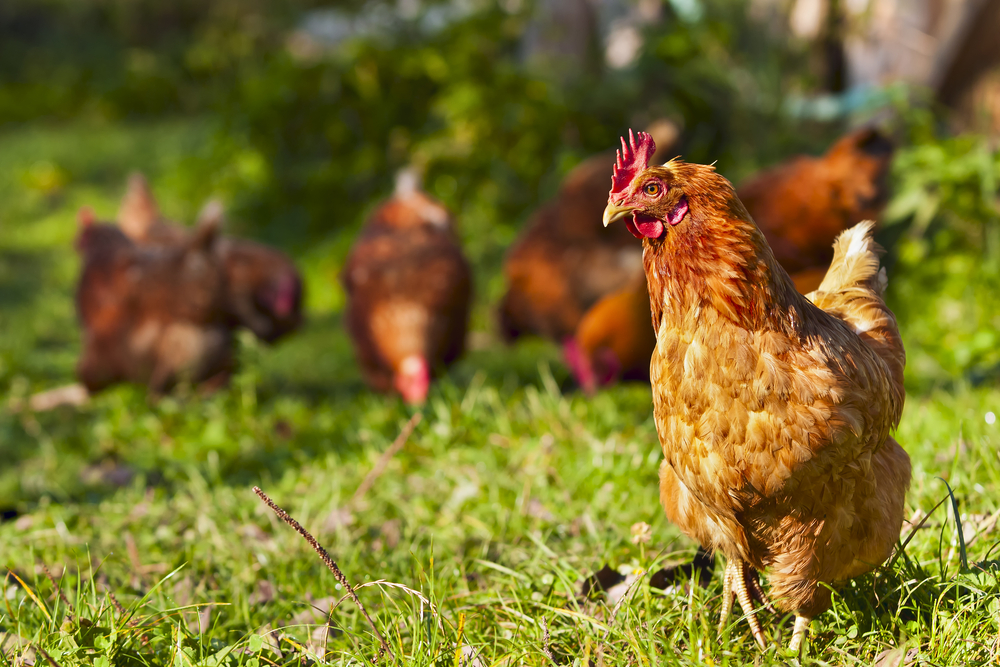 Dealing with Health Problems in Chickens