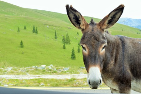 Donkey Treated with Manuka Honey After Attack